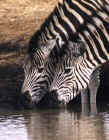 Waterhole in Umfolozi Park