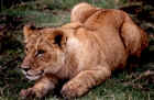 Lion cub in the crater