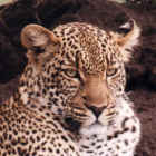 Leopard awakens to another day