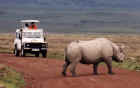 Our only rhinoceros sightings were in the Ngorongoro Crater