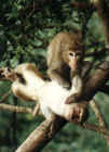 Monkeys