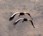 Crowned cranes in flight