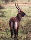 Waterbuck in Tarangire National Park