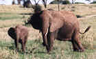 elephants.JPG (171121 bytes)