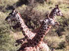 Giraffes in the Serengeti
