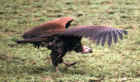 vulture.JPG (122646 bytes)