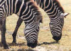 Zebras at a crater water hole