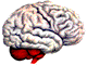 eeeew! a naked brain!