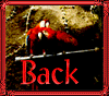 birdback.gif - 6.53 K