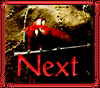 birdnext.gif - 6.50 K