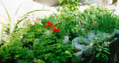Our Virtual Herb Garden