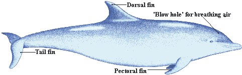 Dolphin