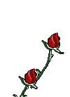 blooming roses