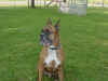 brutusdogpark.JPG (121219 bytes)