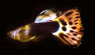 fish1.JPG (10857 bytes)