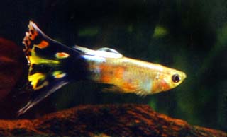 fish2.JPG (11802 bytes)