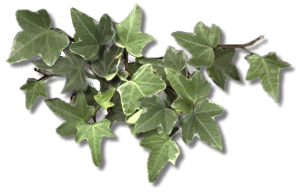 Yedra.gif (26548 bytes)
