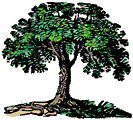 bushy oak
