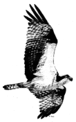 Quinn, a white-breasted osprey
