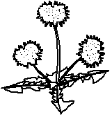 paardebloem