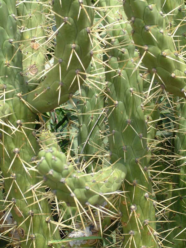 lucia-27-cactos-fila.JPG (73295 bytes)