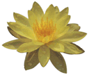 Hoa Sen