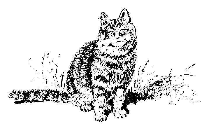 cat