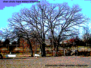 four sacred oaks