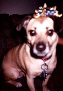 PICTURE OF MY DOG