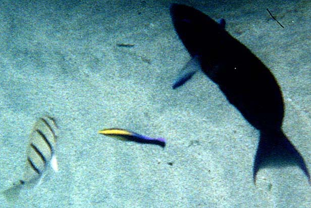 photo of purple and
yellow streak amoungst a small group of fish.
