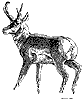 Antelope