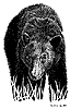 Black Bear