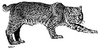 Bobcat