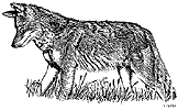 Coyote