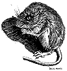 Deer Mouse