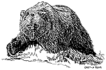 Grizzly Bear