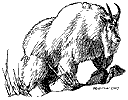Mountain Goat