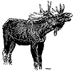 Moose