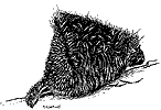 Porcupine