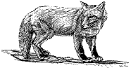 Red Fox