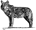 Wolf