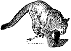 Mountain Lion