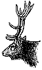 Elk Head