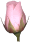 ipblnk.gif (3097 bytes)