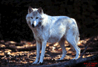 white wolf
