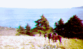 Horses along Father Troy Trail