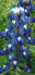 Bluebonnets