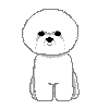 Bichon Frise