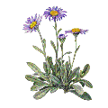 Wild asters