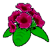 gloxinia